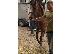 PoulaTo: 10 chronón Kfps Reg Friesian Mare
